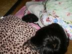with cat.jpg